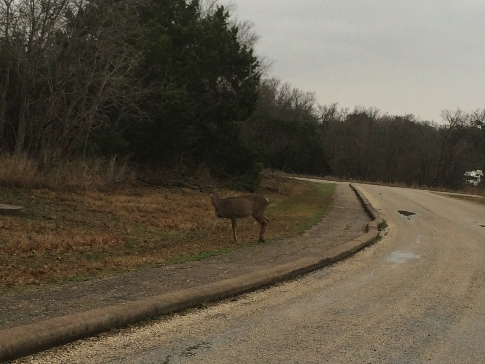 homestead deer3.jpg