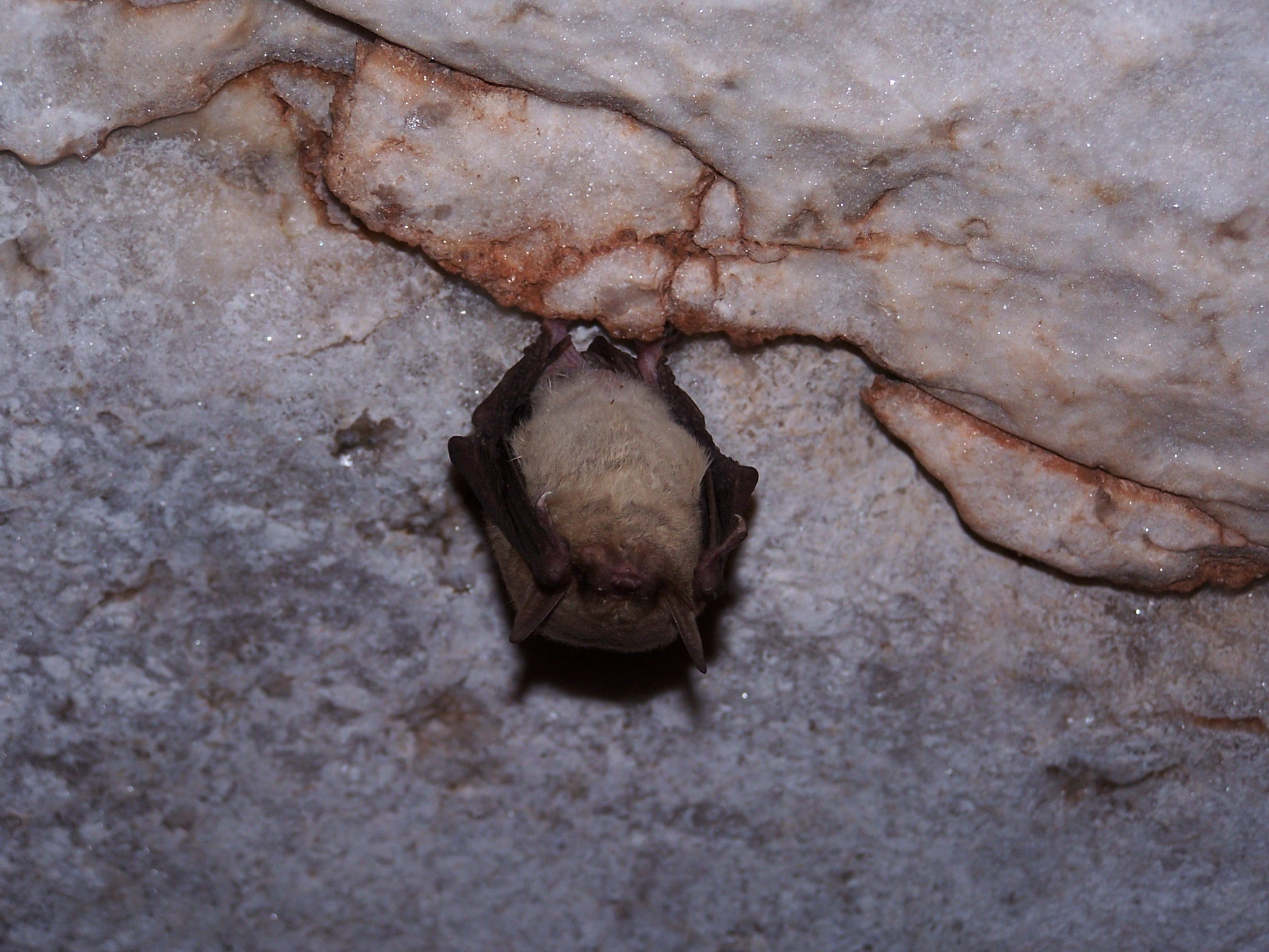 alabast bat ct68.jpg