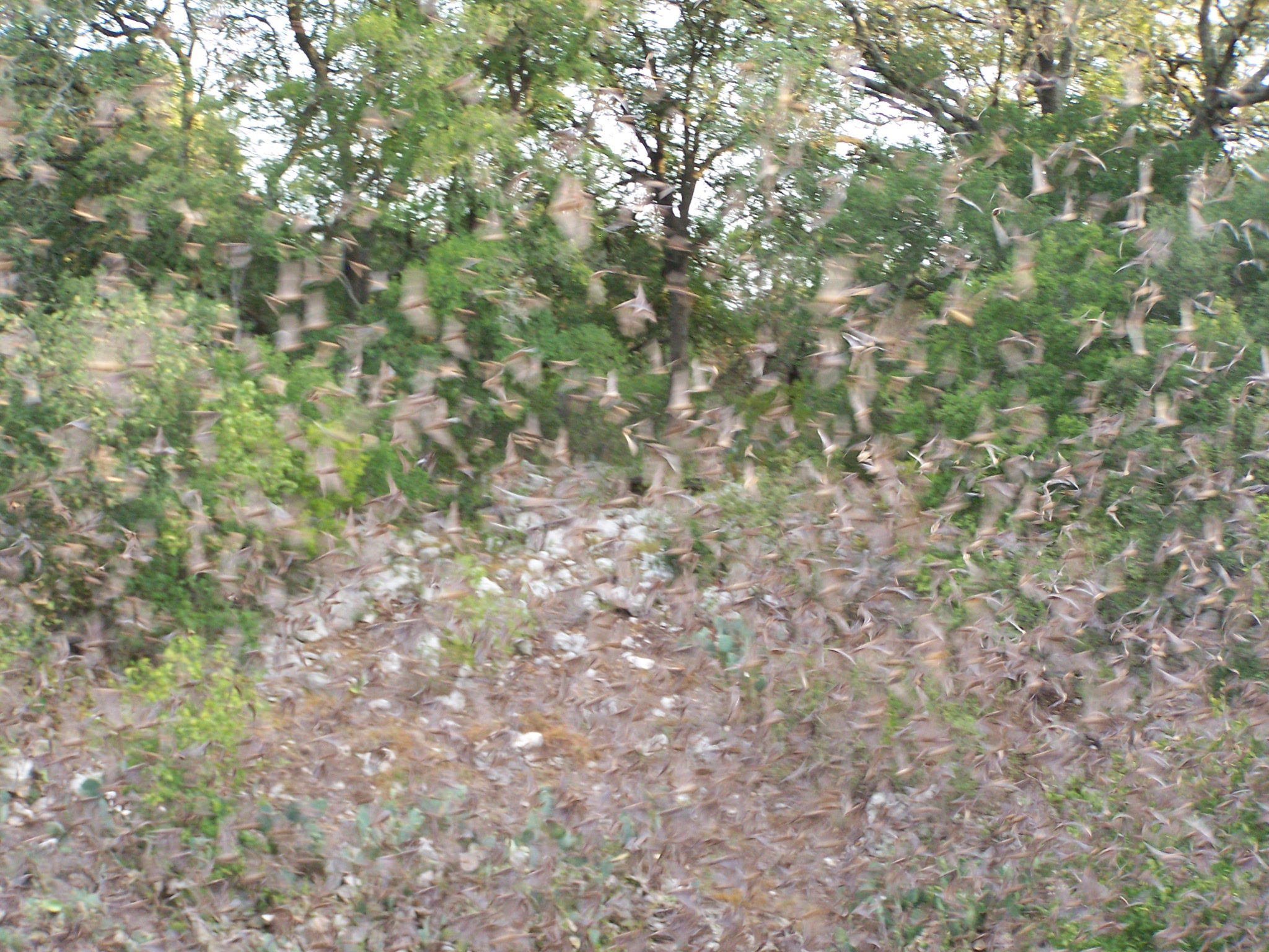 bracken18.jpg