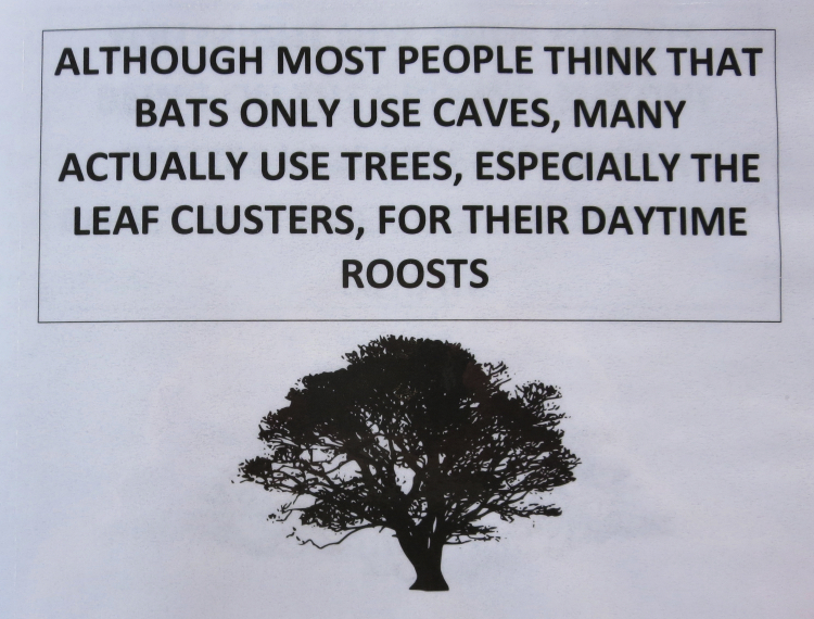 batdetect05.jpg