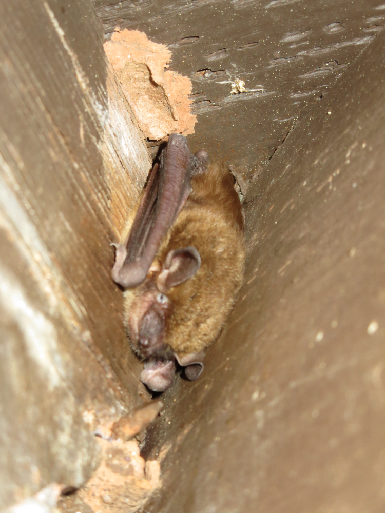 realbat03.jpg