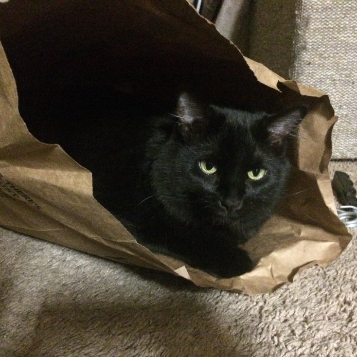 cats04.jpg