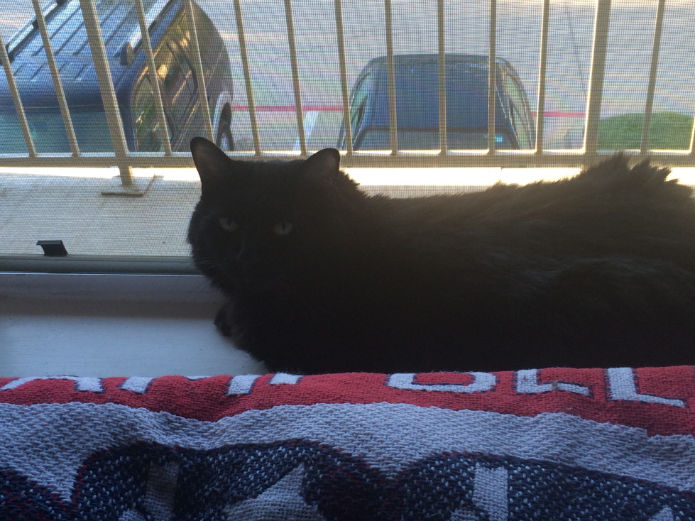 cats08.jpg