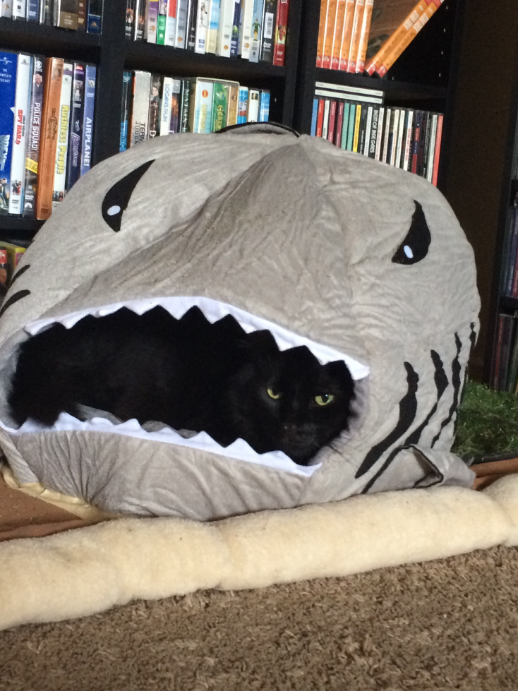 cats02.jpg