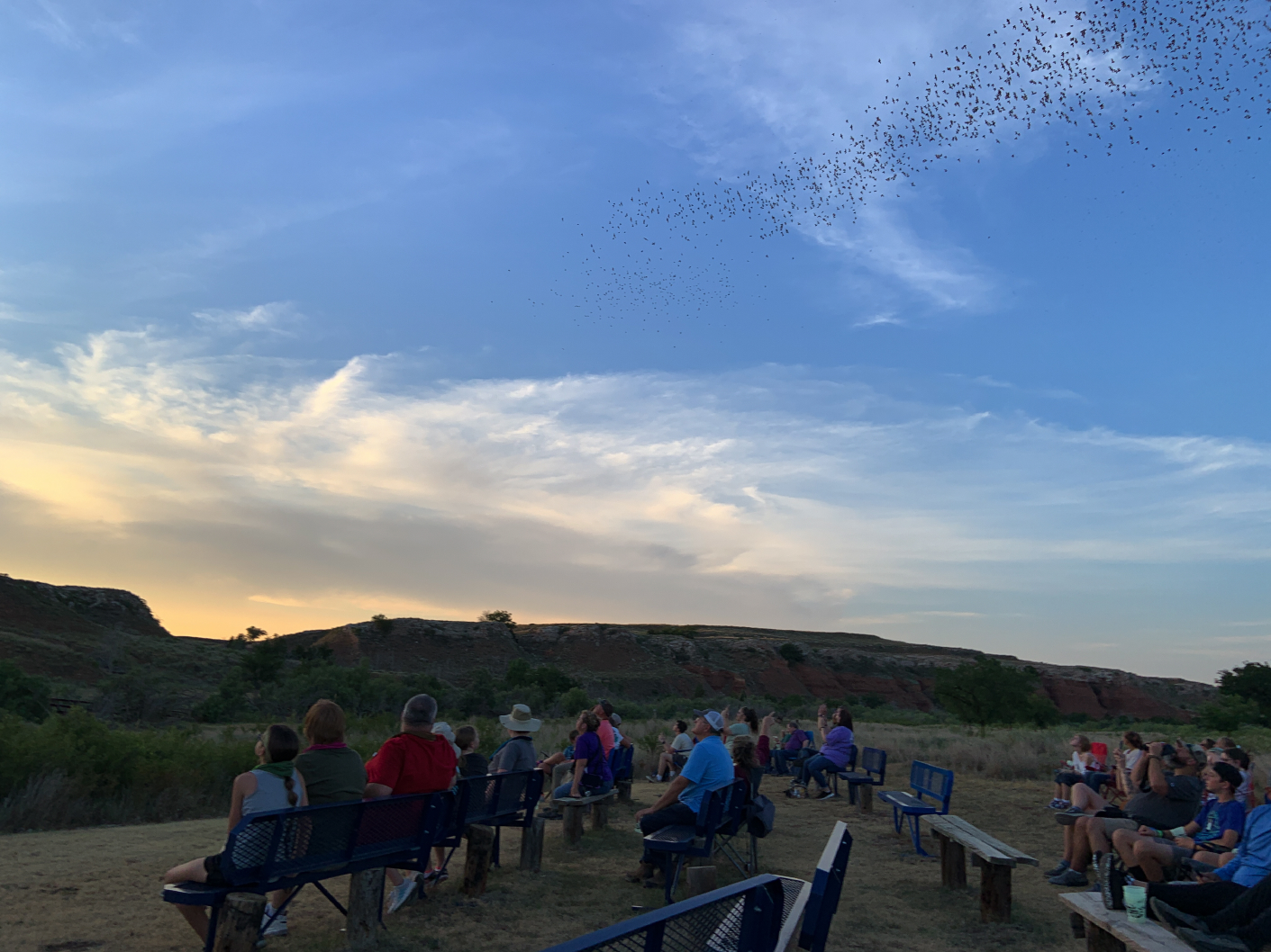 batwatch14.jpg