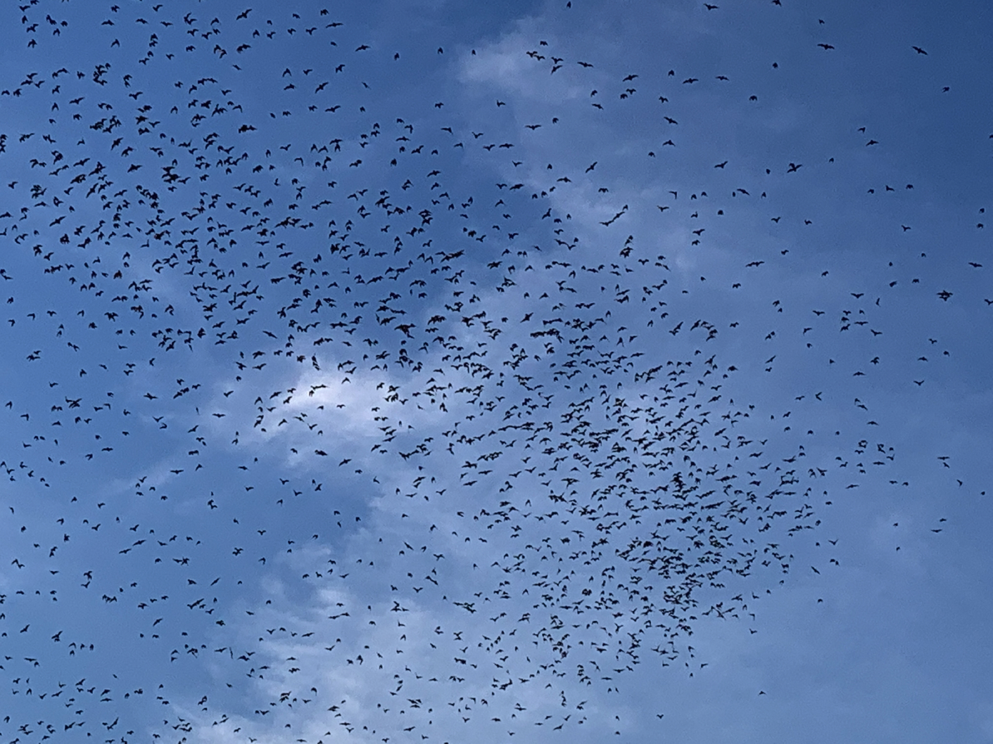 batwatch16.jpg