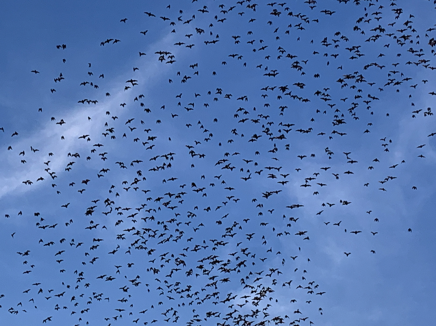 batwatch19.jpg