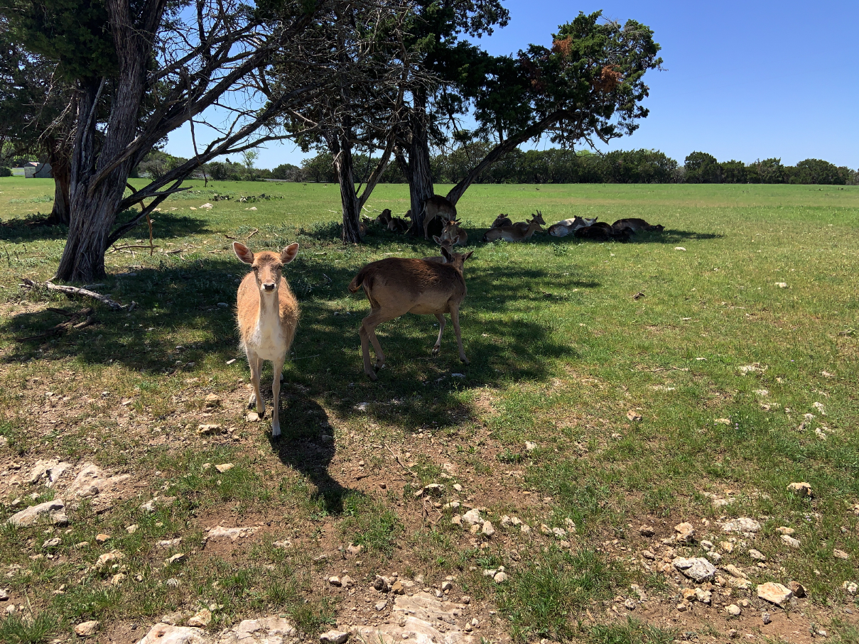 safari21.jpg
